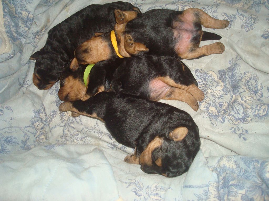 chiot Welsh Terrier de la Loire aux Roses Mayas