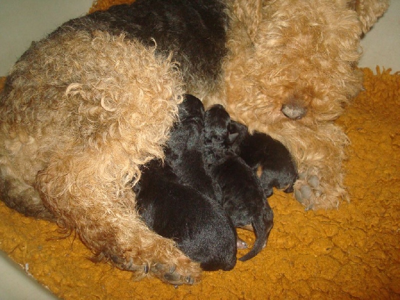 de la Loire aux Roses Mayas - Welsh Terrier - Portée née le 05/02/2015