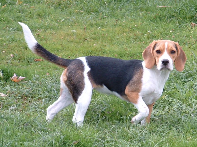 Eurasie Des bords du gui
