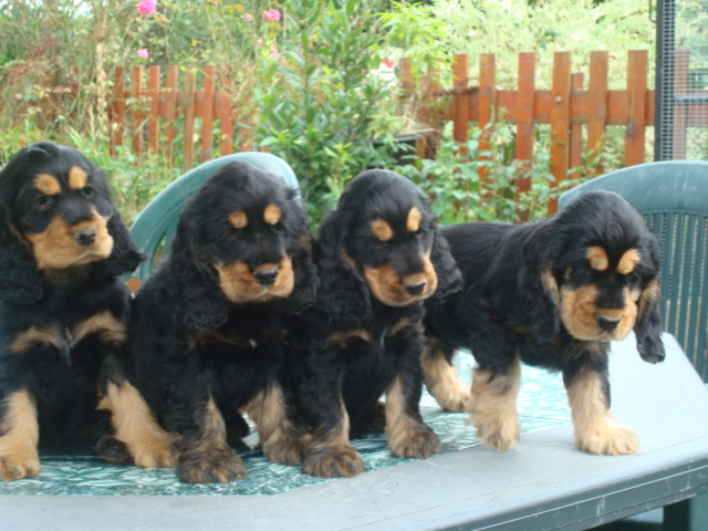 Photos de Chiots